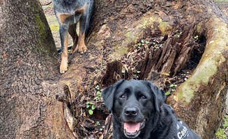 Andrea F.'s photo of camping with pets at Tar Hollow State Park Campground near Kingston, OH