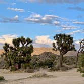 Review photo of Black Rock Campground — Joshua Tree National Park by Emma A., April 3, 2021