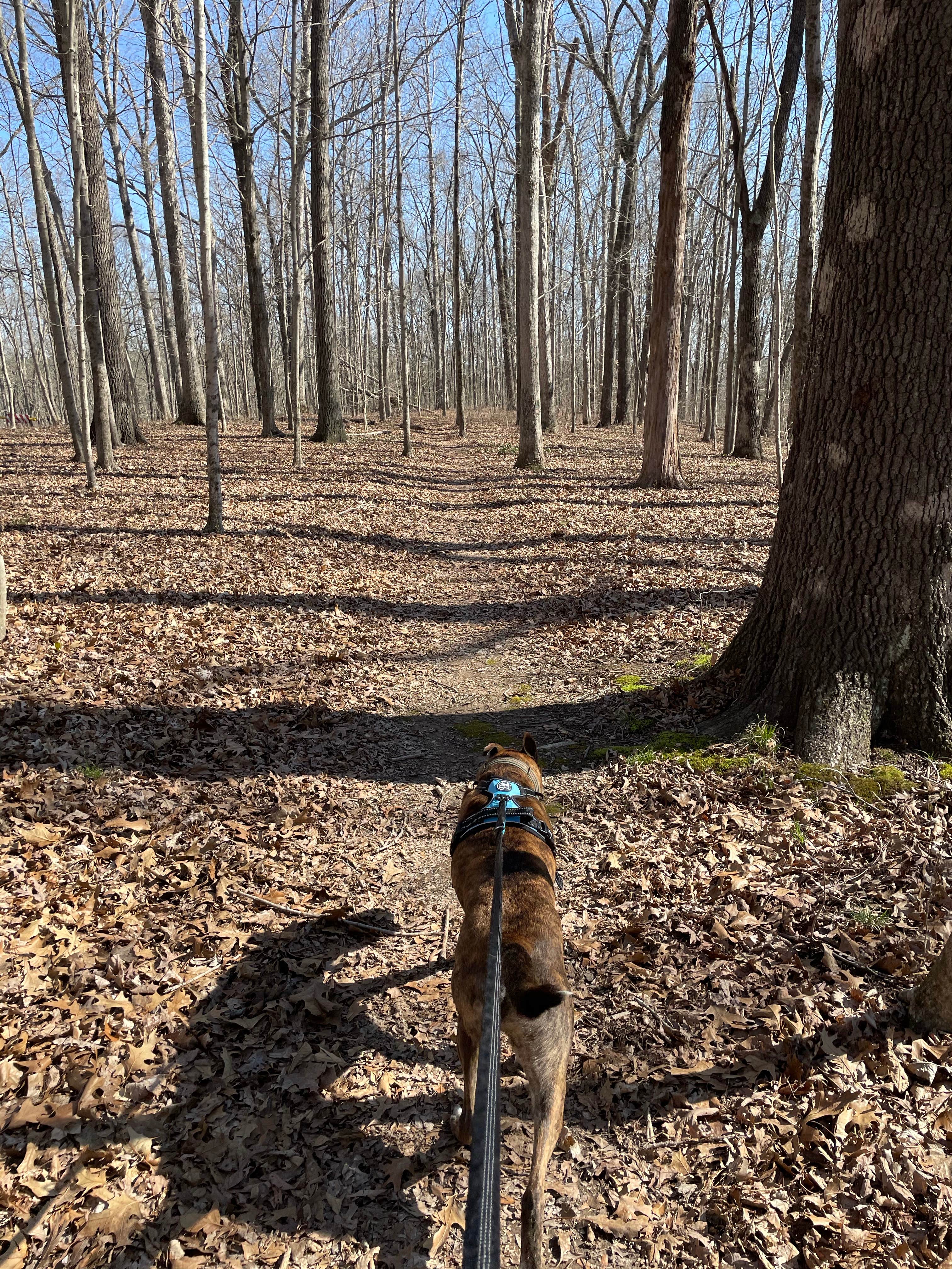 Camper submitted image from Redbud Campground at Bell Smith Springs - 1