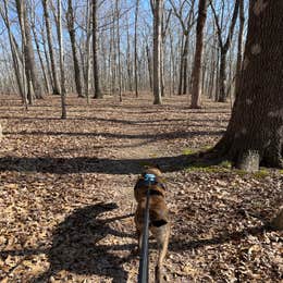 Redbud Campground at Bell Smith Springs