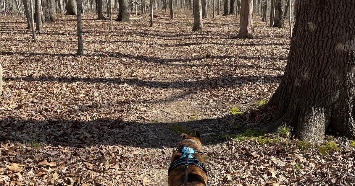 Redbud Campground at Bell Smith Springs
