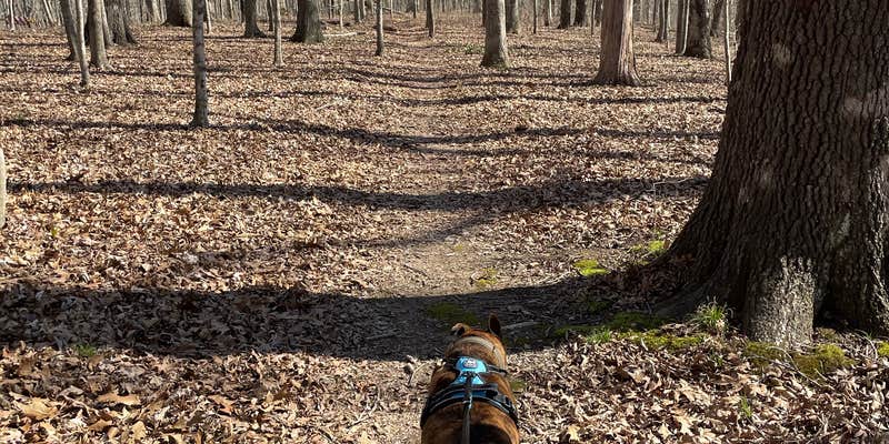 Camper submitted image from Redbud Campground at Bell Smith Springs