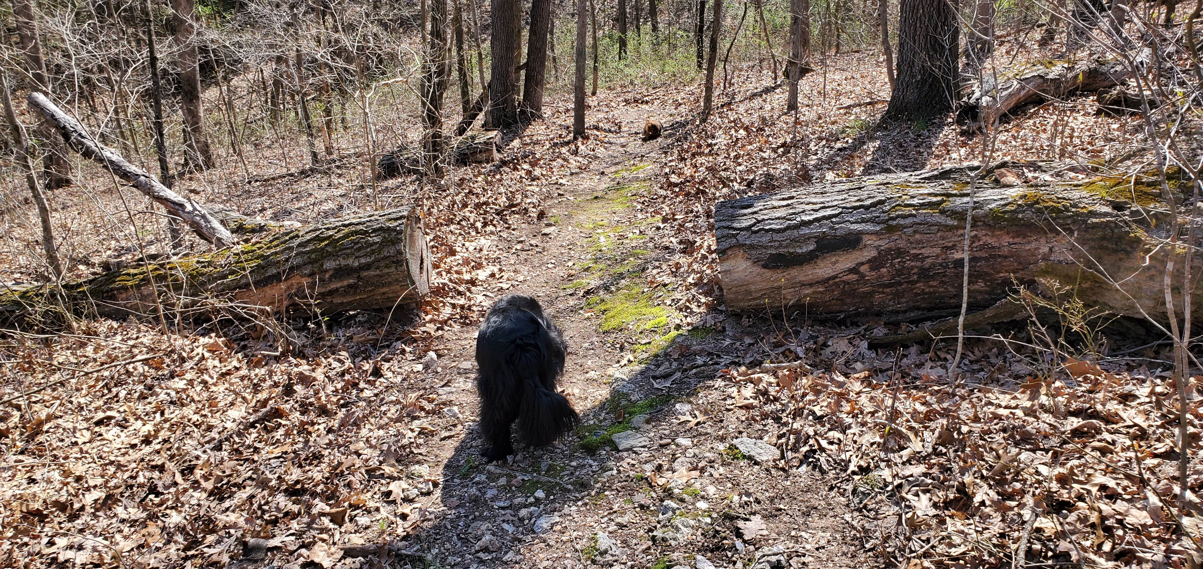 Russ  G.'s photo of camping with pets at Majestic Oaks RV Park & Campground near Kaiser, MO