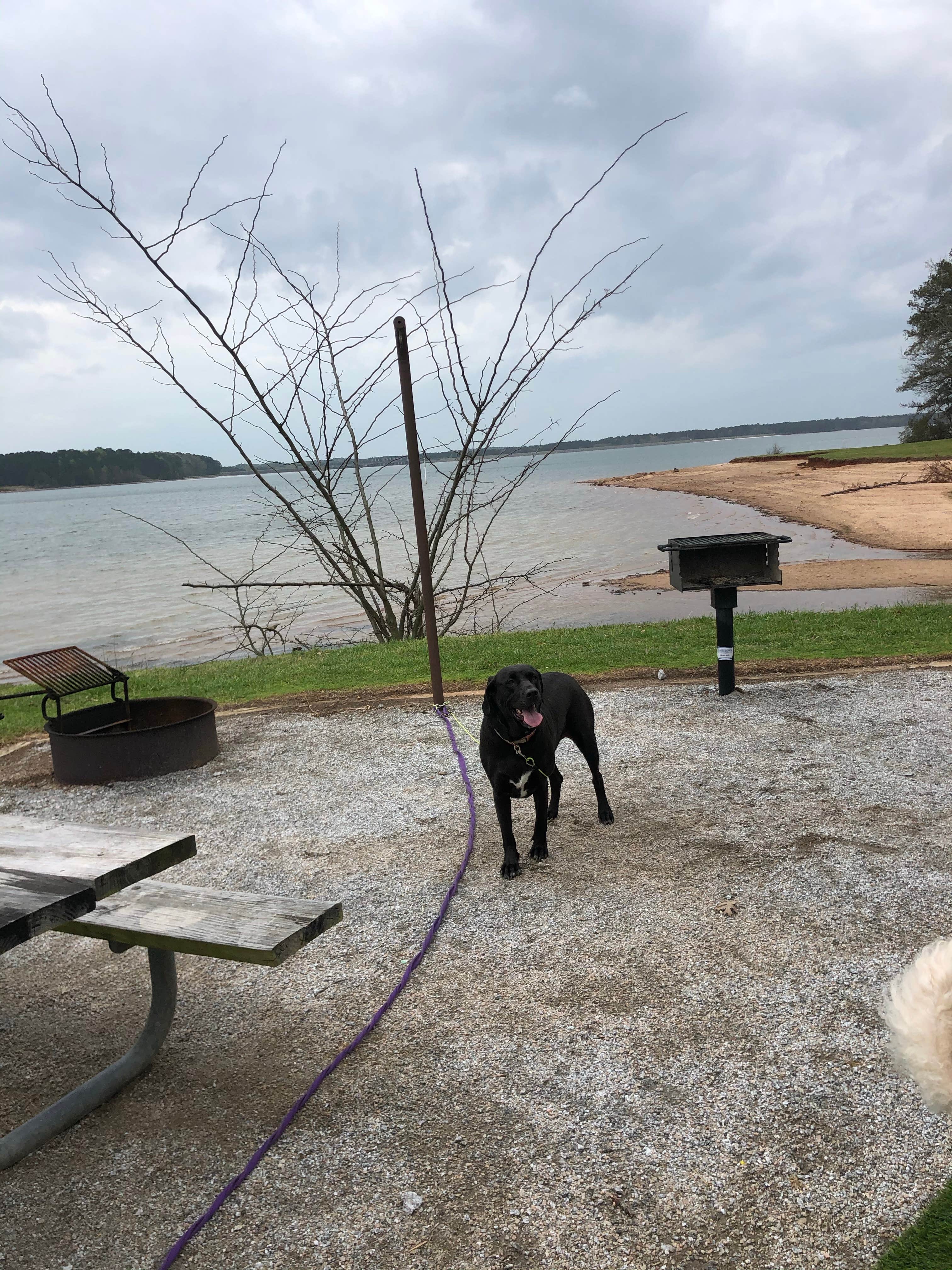 Joseph C.'s photo of camping with pets at R. Shaefer Heard Campground near Lanett, AL