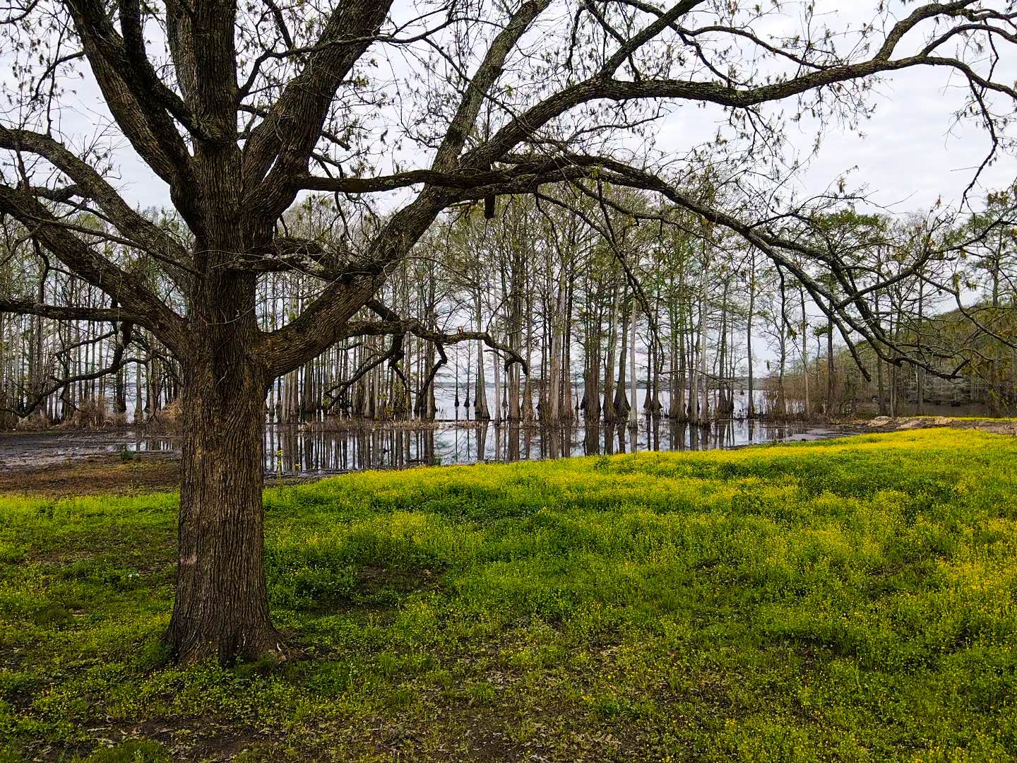 Camper-submitted photo at Earl Williamson Park near Tatum, TX