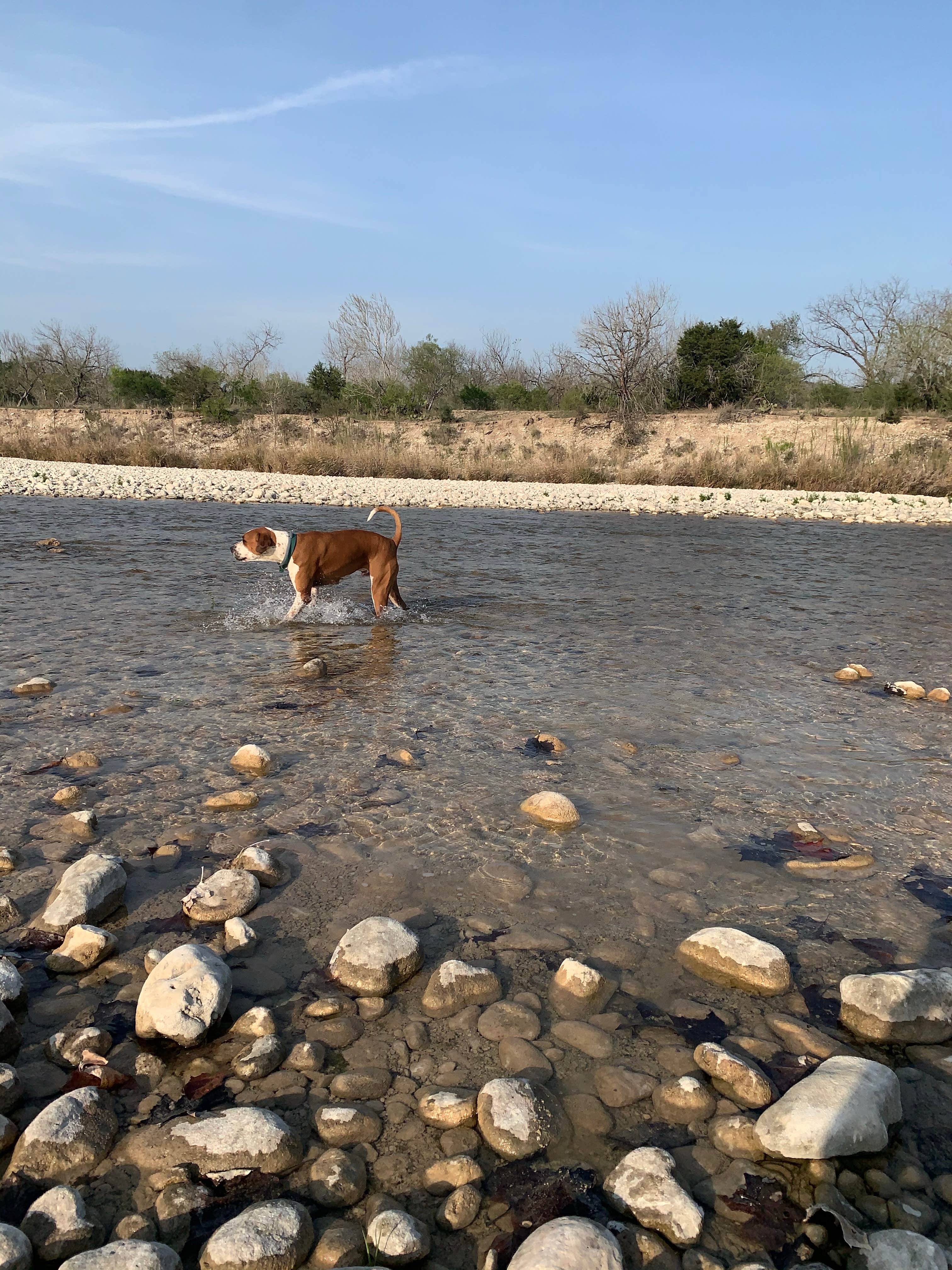 Becky B.'s photo of camping with pets at Nueces River RV and Cabin Resort near Concan, TX