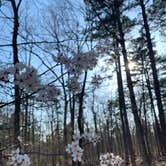 Review photo of Berryman Trail & Campgrounds - Mark Twain National Forest by Jake K., April 4, 2021