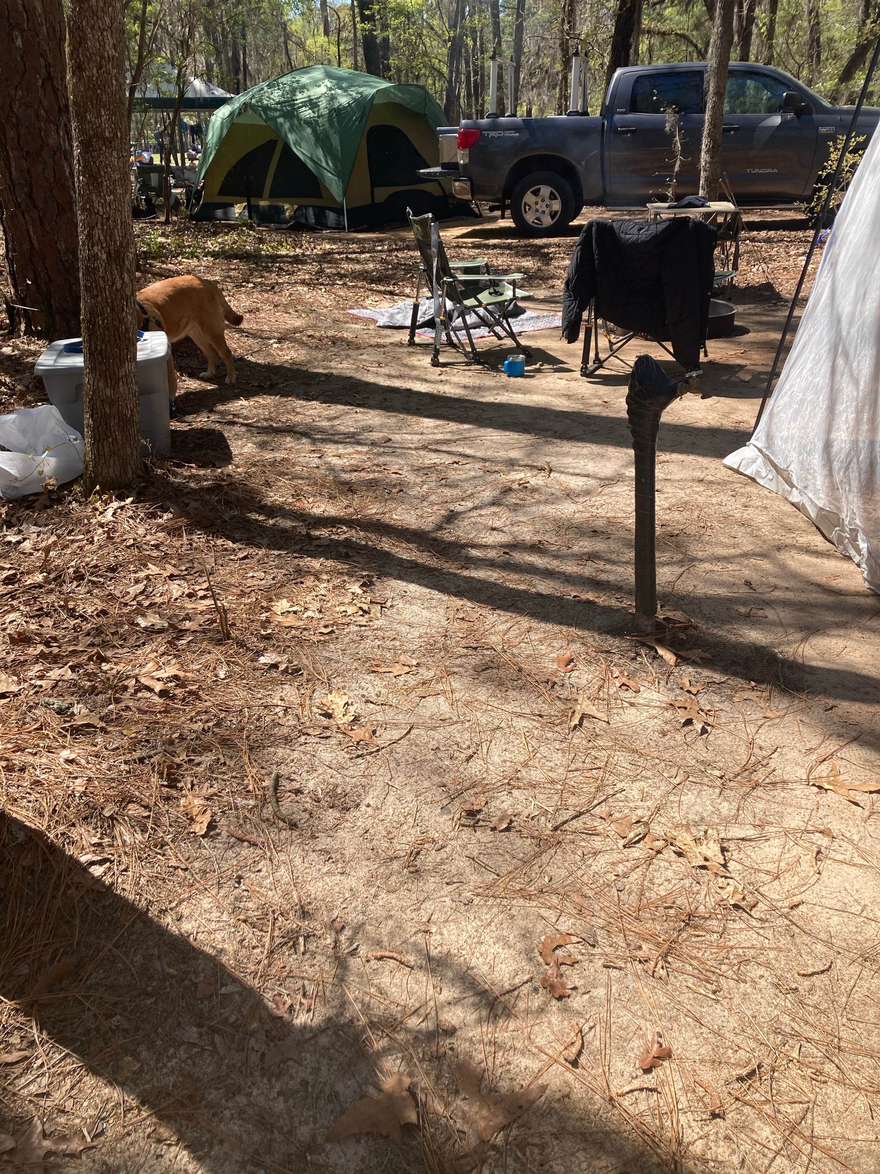 Jay B.'s photo at Poinsett State Park Campground near St. Matthews, SC