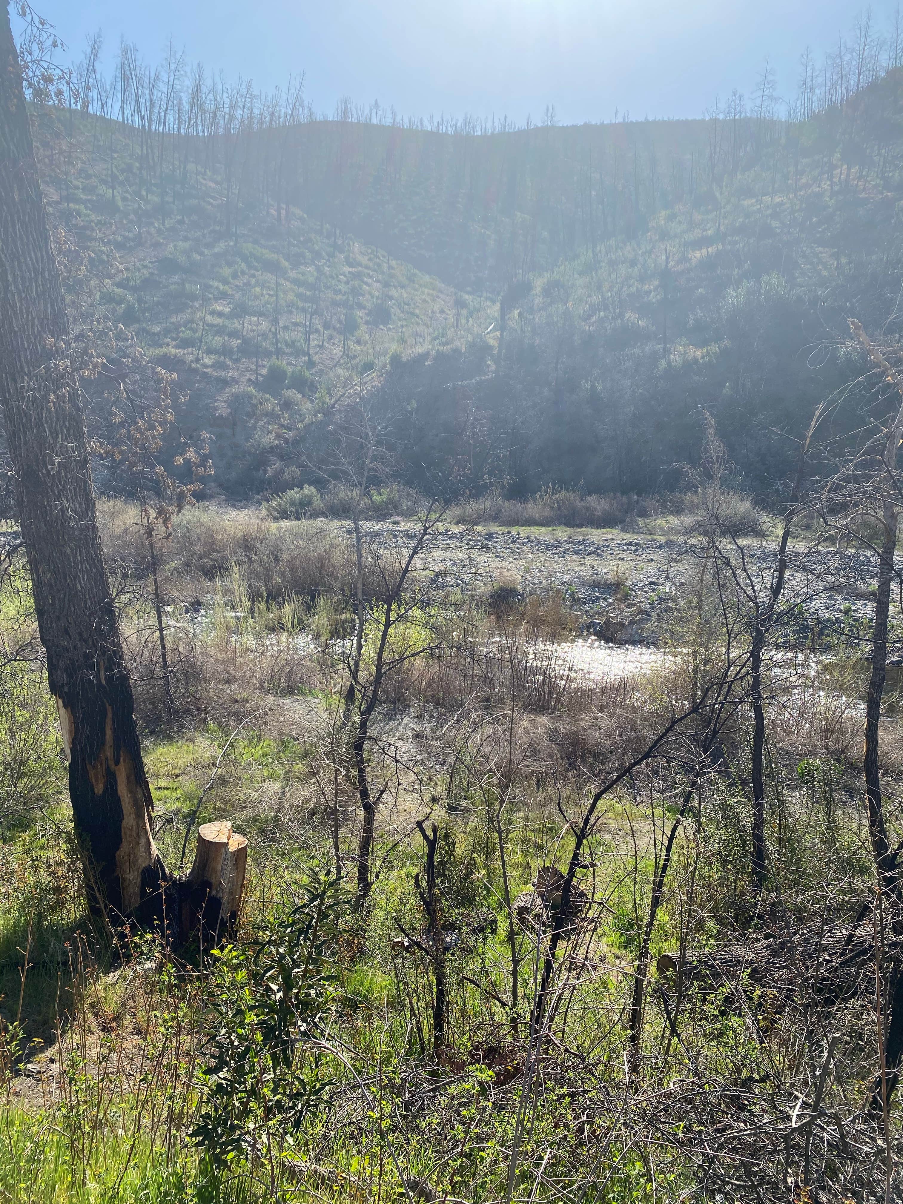 Camper submitted image from Little Stony — Mendocino National Forest - 4