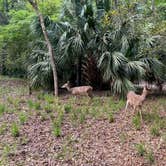 Review photo of Manatee Springs State Park Campground by Angela M., April 5, 2021