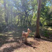 Review photo of Manatee Springs State Park Campground by Angela M., April 5, 2021