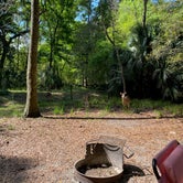 Review photo of Manatee Springs State Park Campground by Angela M., April 5, 2021