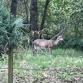 Review photo of Manatee Springs State Park Campground by Angela M., April 5, 2021