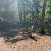 Review photo of Manatee Springs State Park Campground by Angela M., April 5, 2021