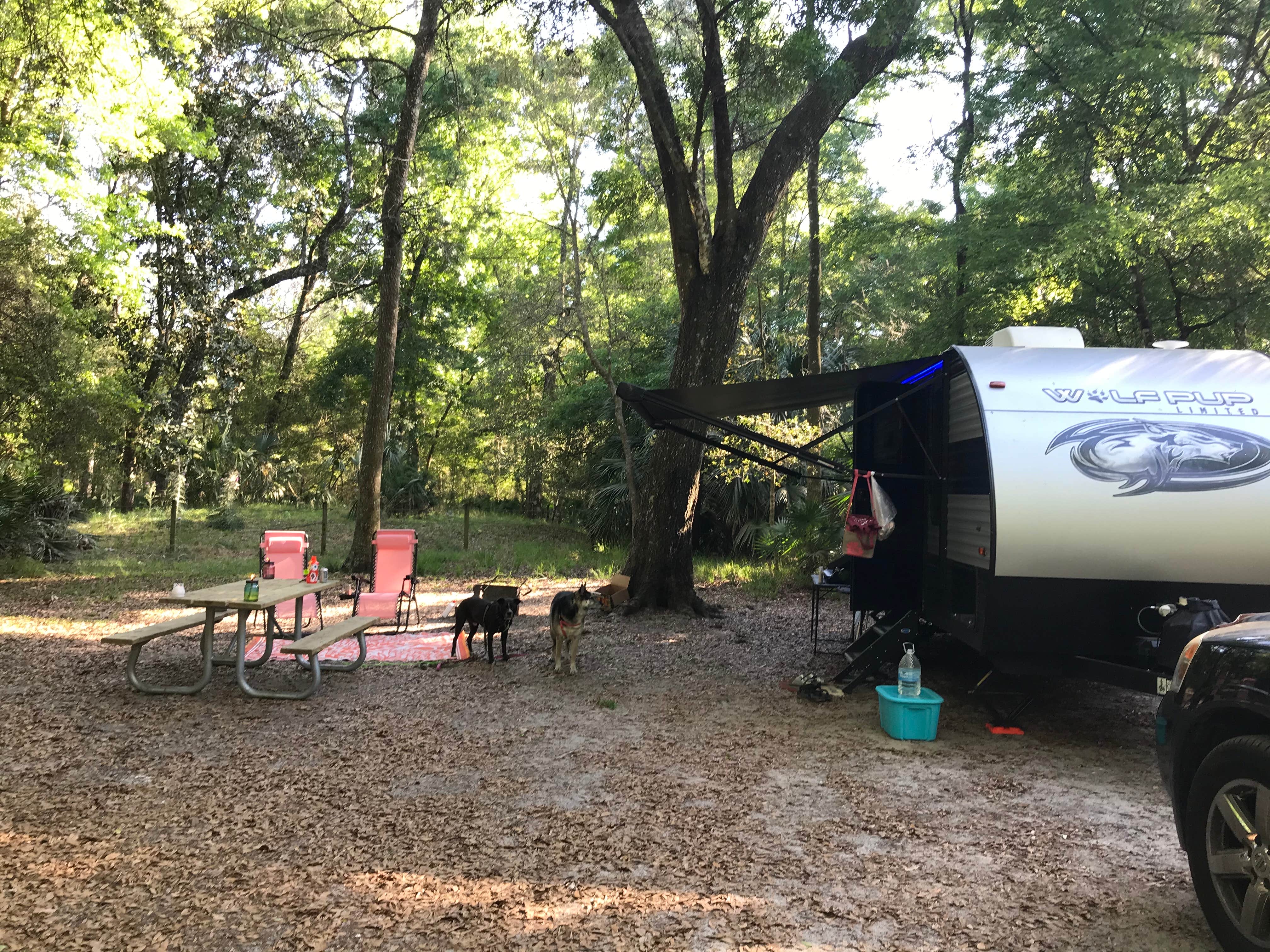 Angela M.'s photo at Manatee Springs State Park Campground near Gulf Hammock, FL