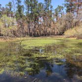 Review photo of Manatee Springs State Park Campground by Angela M., April 5, 2021