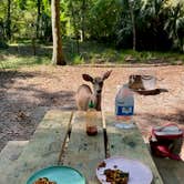 Review photo of Manatee Springs State Park Campground by Angela M., April 5, 2021