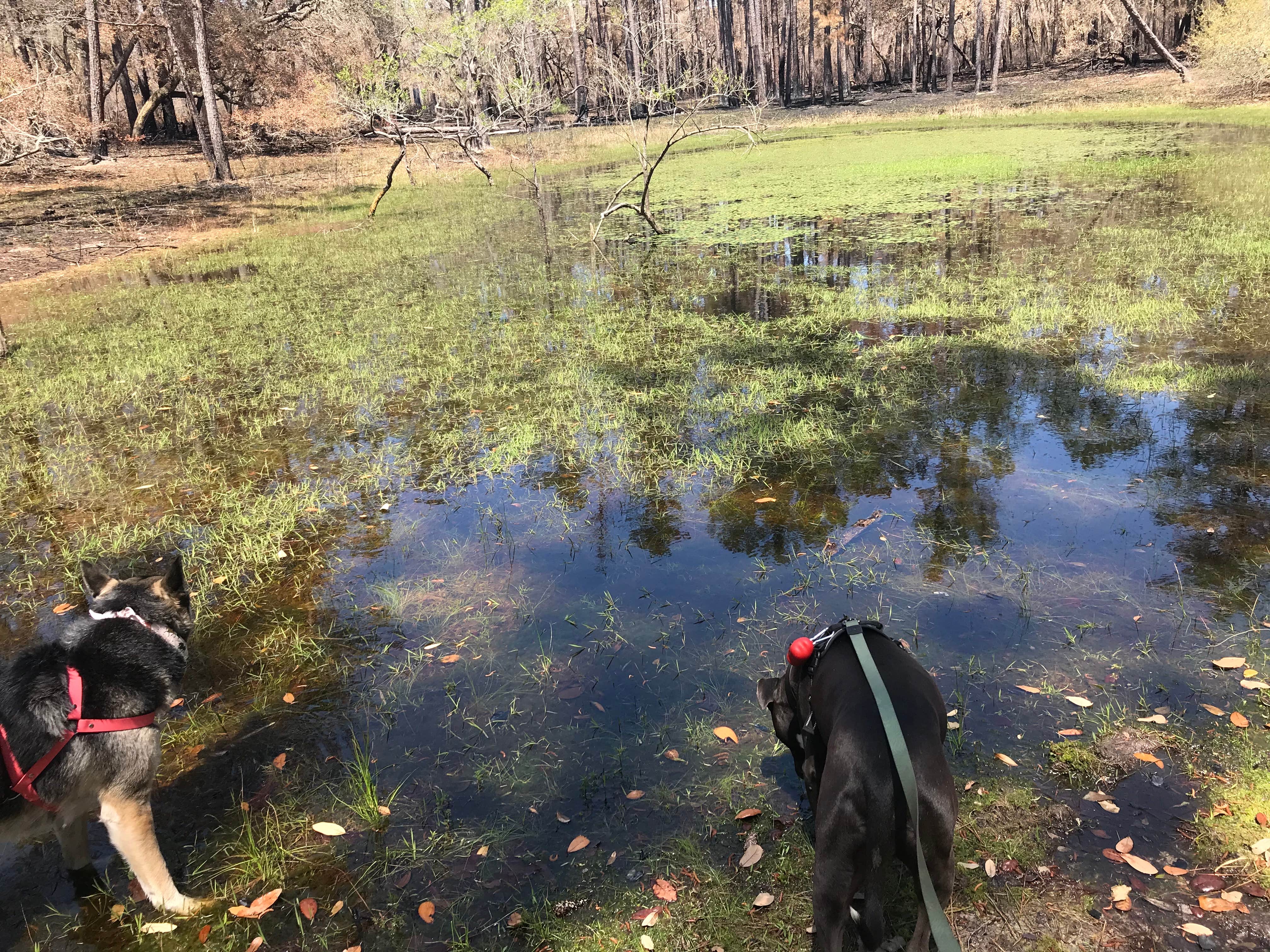 Angela M.'s photo of camping with pets at Manatee Springs State Park Campground near Williston, FL