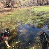 Review photo of Manatee Springs State Park Campground by Angela M., April 5, 2021