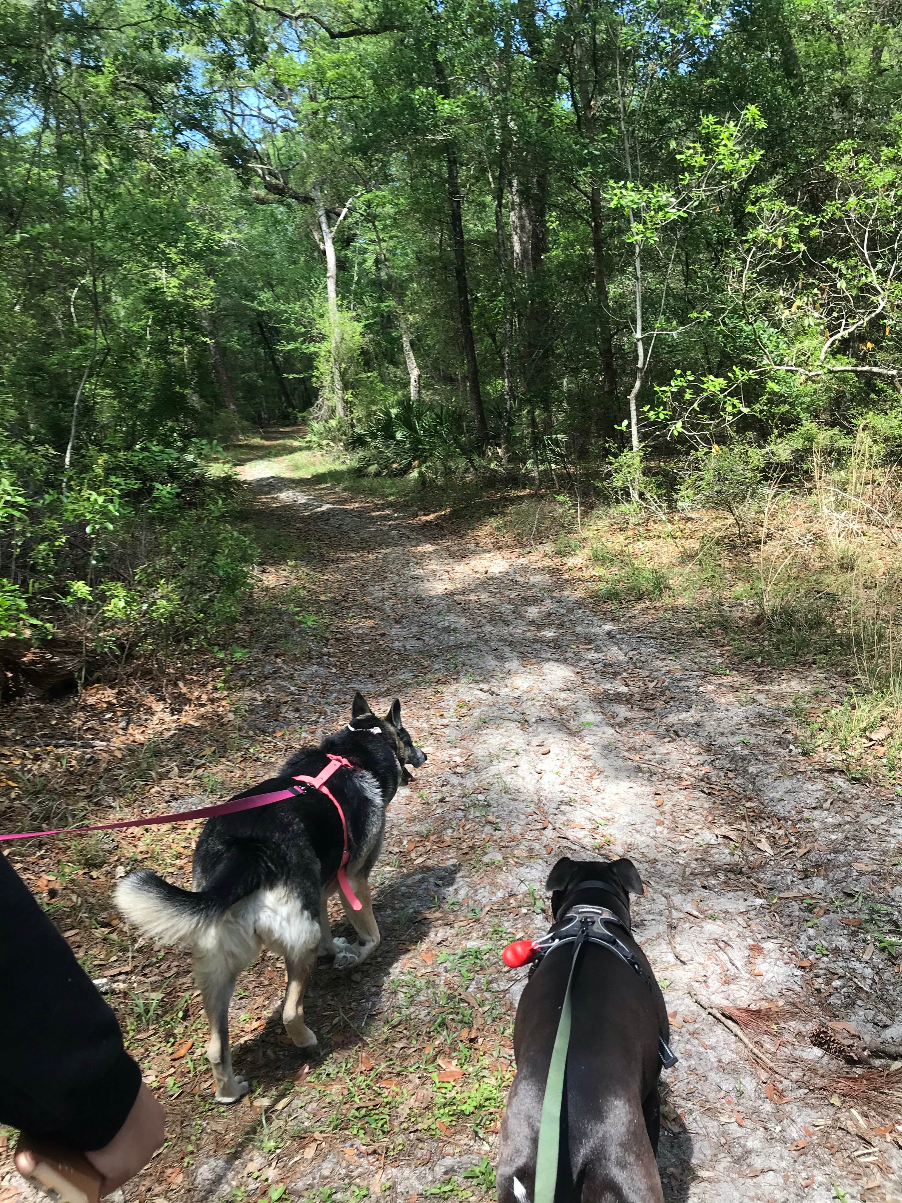 Angela M.'s photo of camping with pets at Manatee Springs State Park Campground near Bell, FL