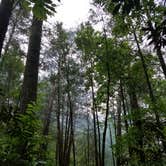 Review photo of Jack's River Falls Trail/Cohutta Wilderness Backcountry Group Camp by Renee B., May 31, 2018