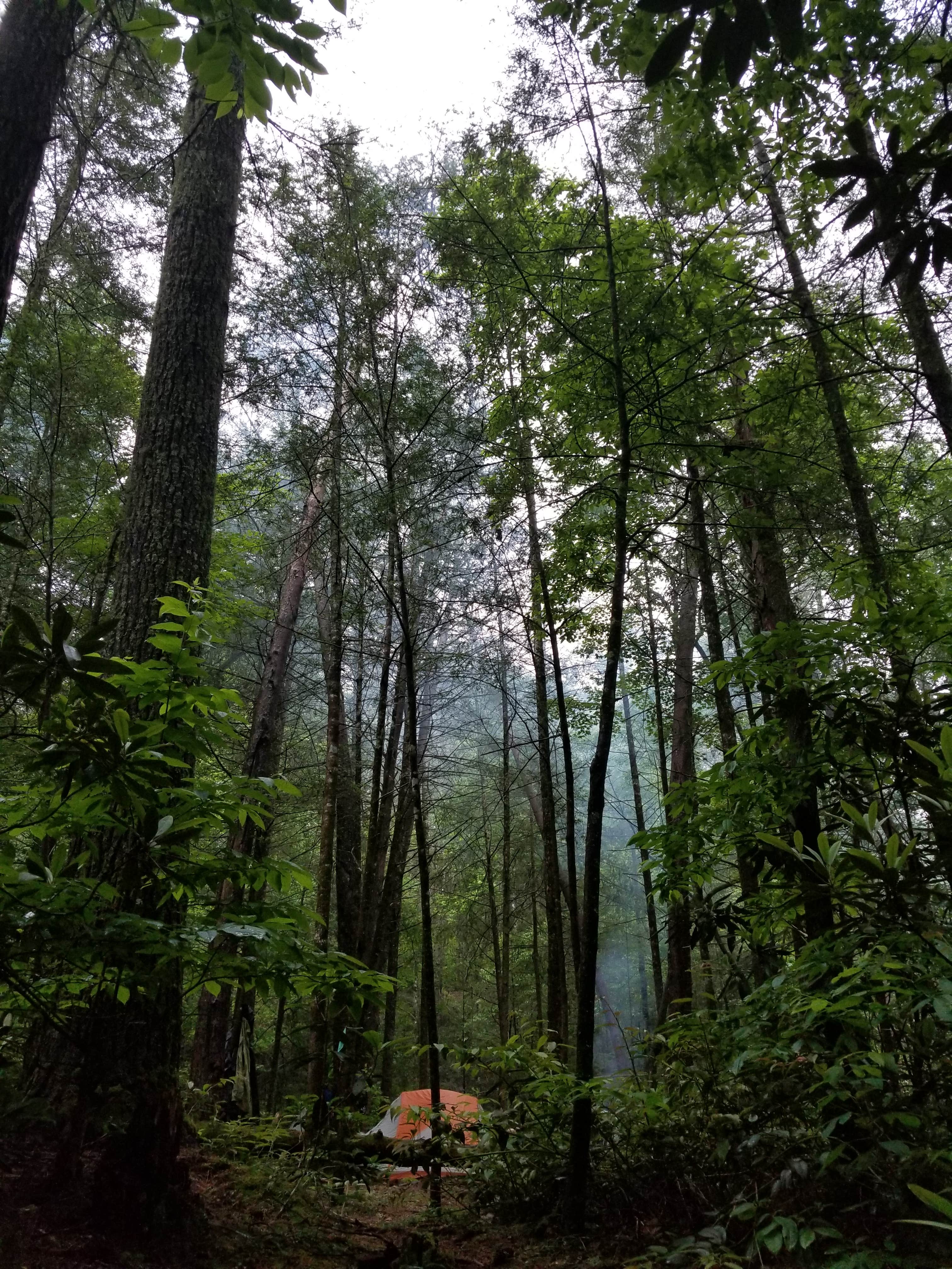 Camper submitted image from Jack's River Falls Trail/Cohutta Wilderness Backcountry Group Camp - 1