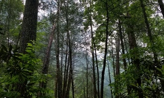 Jack's River Falls Trail/Cohutta Wilderness Backcountry Group Camp