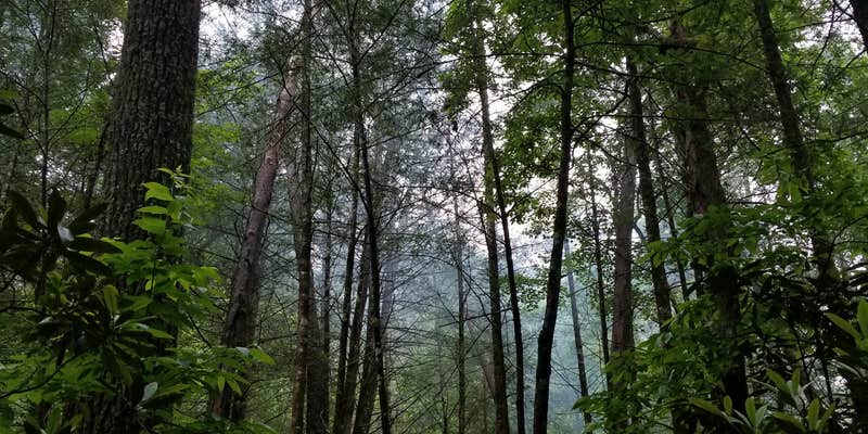 Camper submitted image from Jack's River Falls Trail/Cohutta Wilderness Backcountry Group Camp