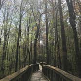 Review photo of Longleaf Campground — Congaree National Park by Marissa H., April 5, 2021