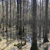 Review photo of Longleaf Campground — Congaree National Park by Marissa H., April 5, 2021