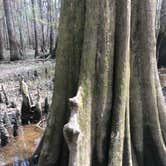 Review photo of Longleaf Campground — Congaree National Park by Marissa H., April 5, 2021