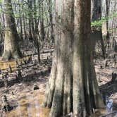 Review photo of Longleaf Campground — Congaree National Park by Marissa H., April 5, 2021