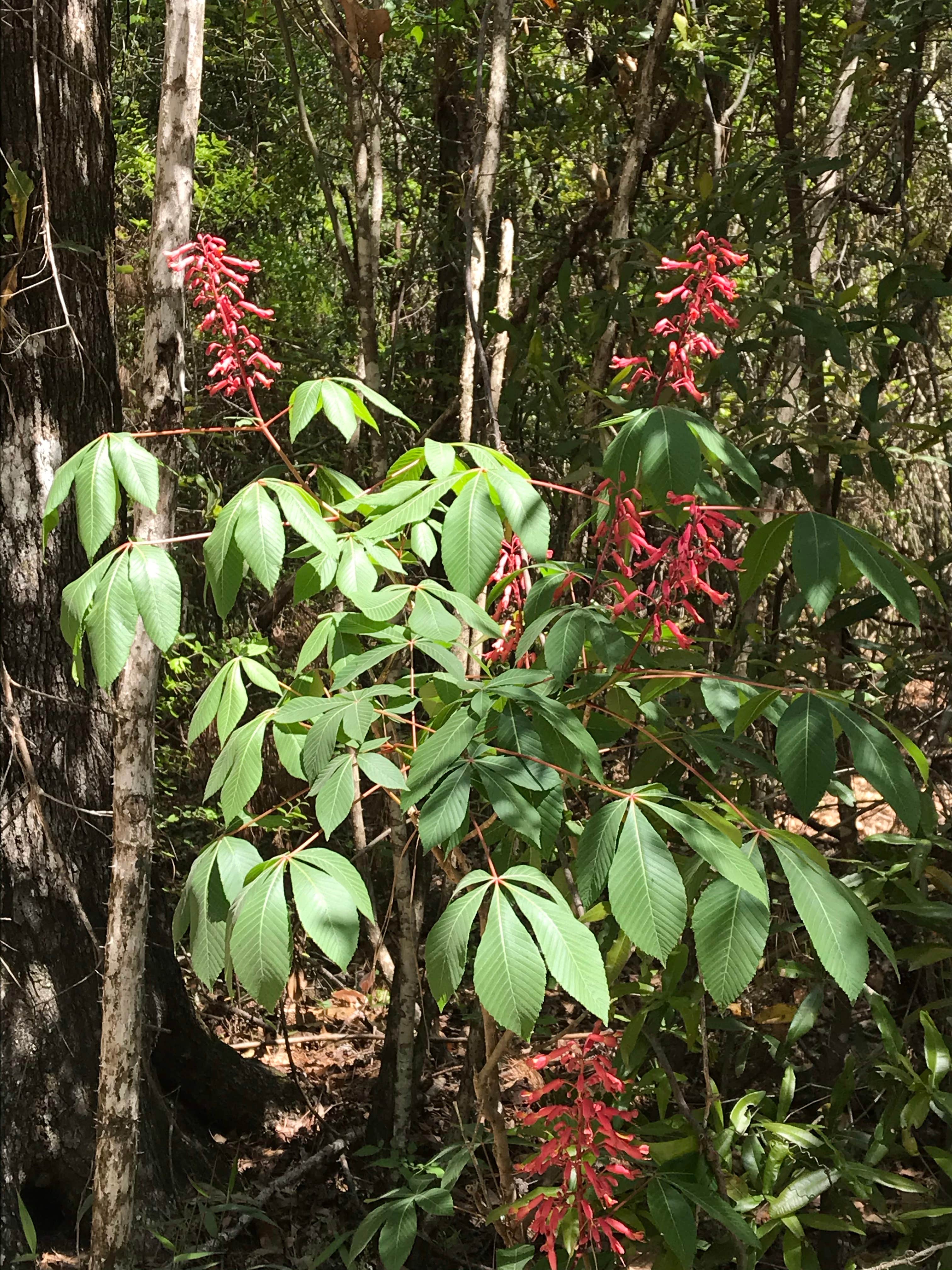 Camper-submitted photo at Harper - Blakeley State Park near Atmore, AL