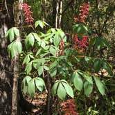 Review photo of Harper - Blakeley State Park by Lisa S., April 5, 2021