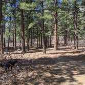 Review photo of Oak Grove Campground Dixie NF by Greg L., April 6, 2021