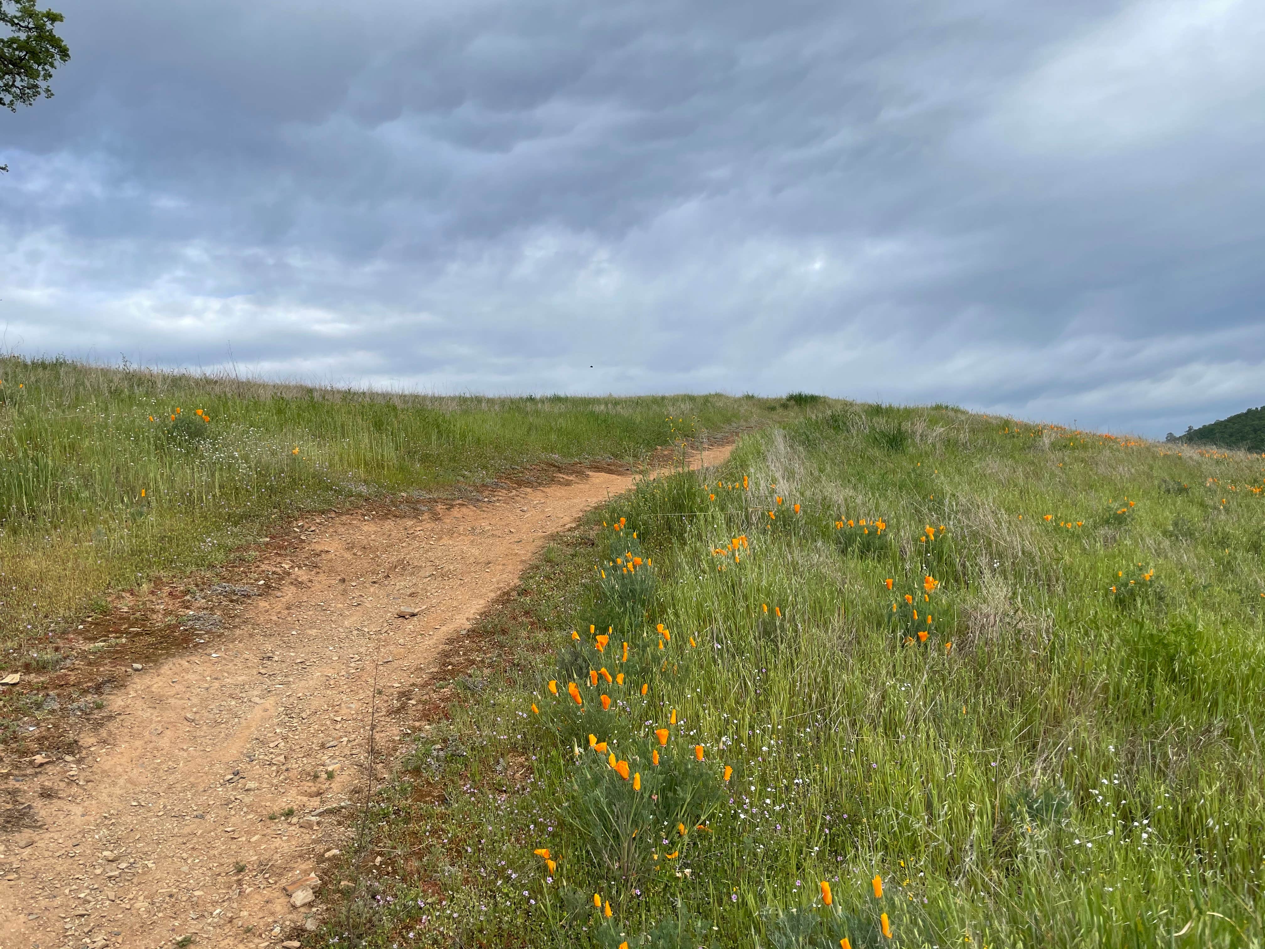 Camper-submitted photo at USBR Gloryhole Rec Area Big Oak Campground near Hathaway Pines, CA