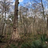 Review photo of Gilchrist Blue Springs State Park Campground by Christina , April 6, 2021