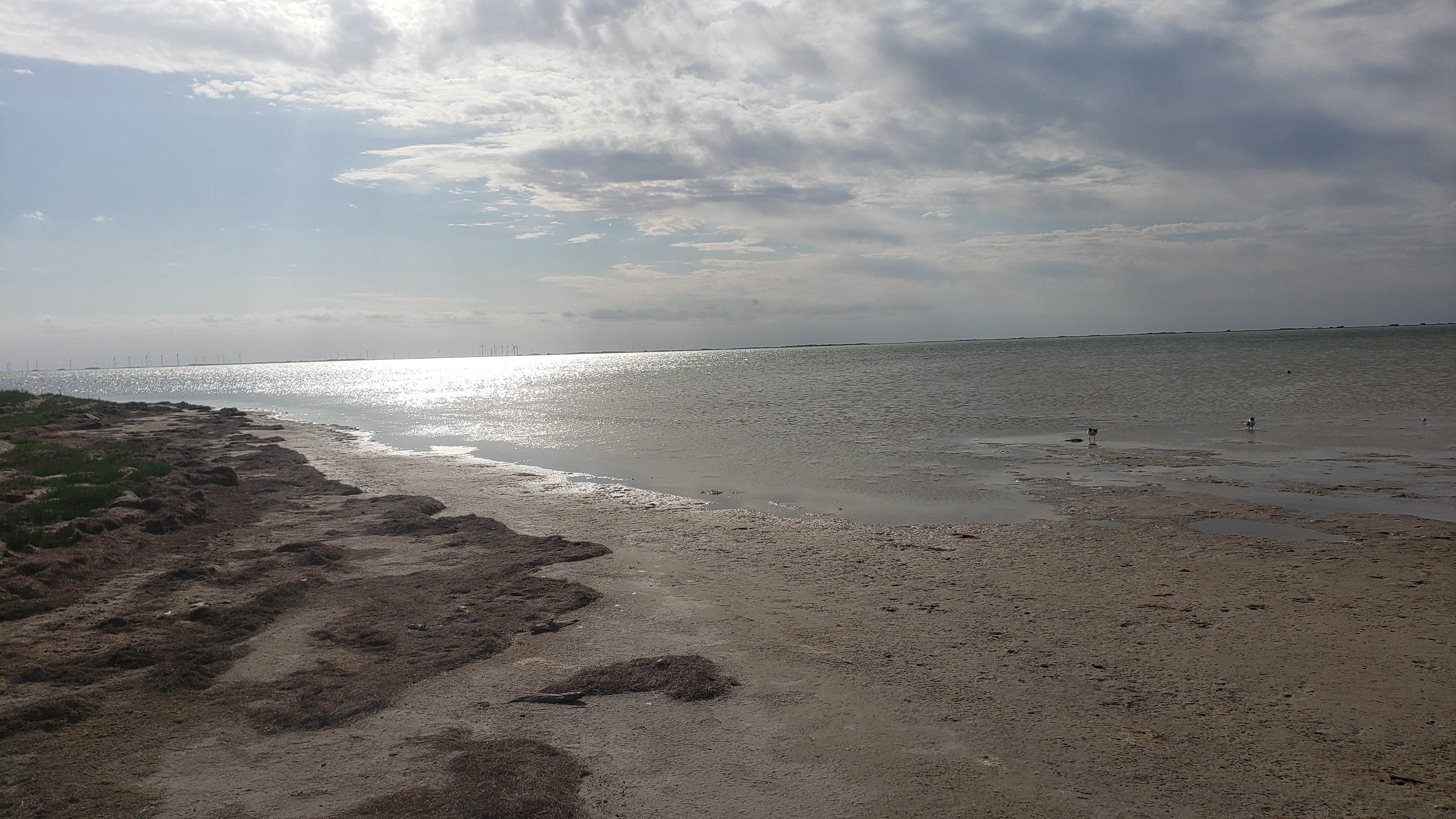 Camper submitted image from Yarborough Pass — Padre Island National Seashore - 4