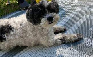 Kim T.'s photo of camping with pets at Natchez State Park Campground in Mississippi