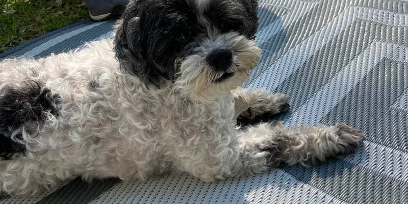 Camper submitted image from Natchez State Park Campground