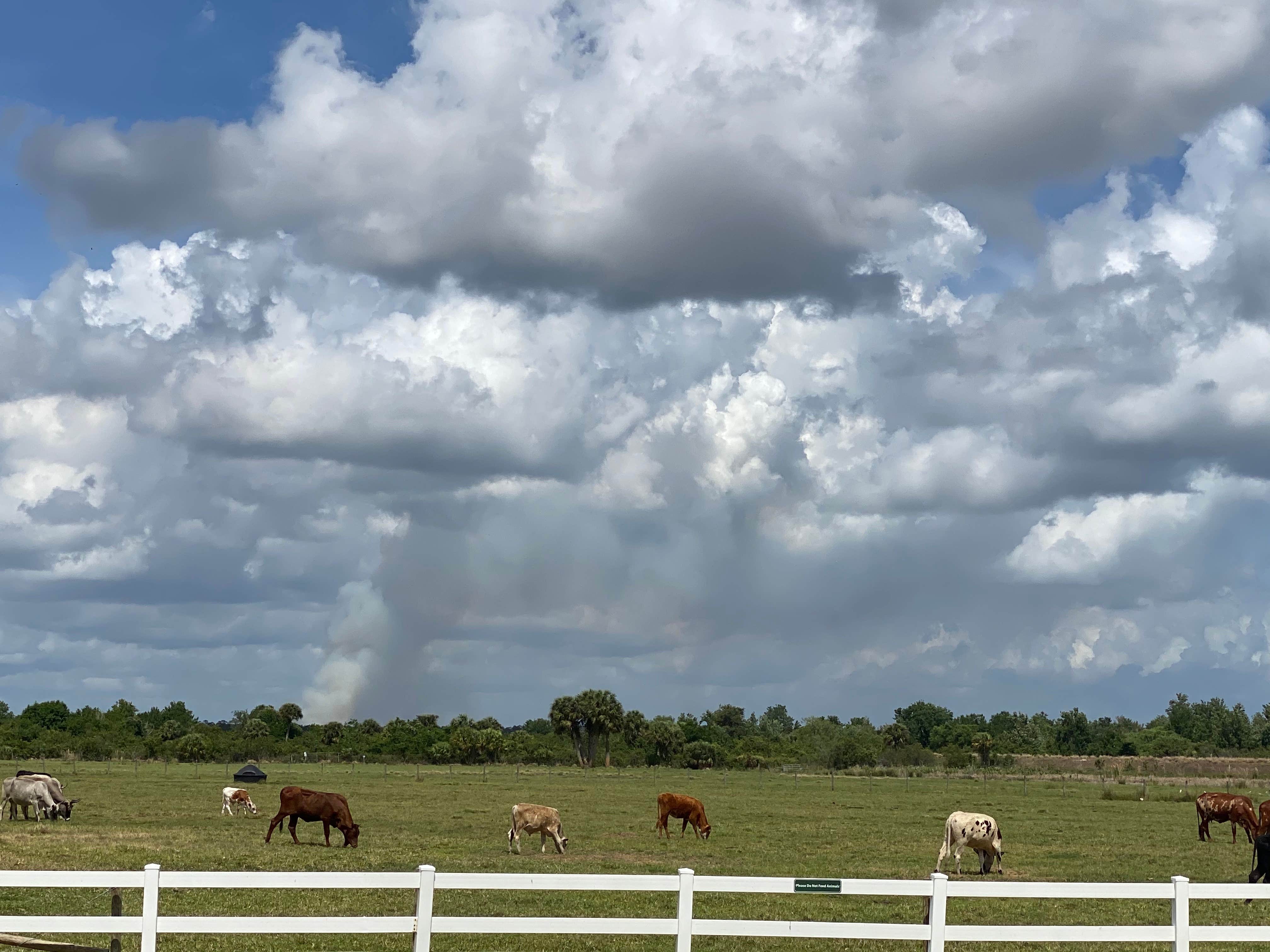 Andoni G.'s photo of camping with a horse at Westgate River Ranch Resort & Rodeo near St. Cloud, FL