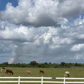 Review photo of Westgate River Ranch Resort & Rodeo by Andoni G., April 6, 2021