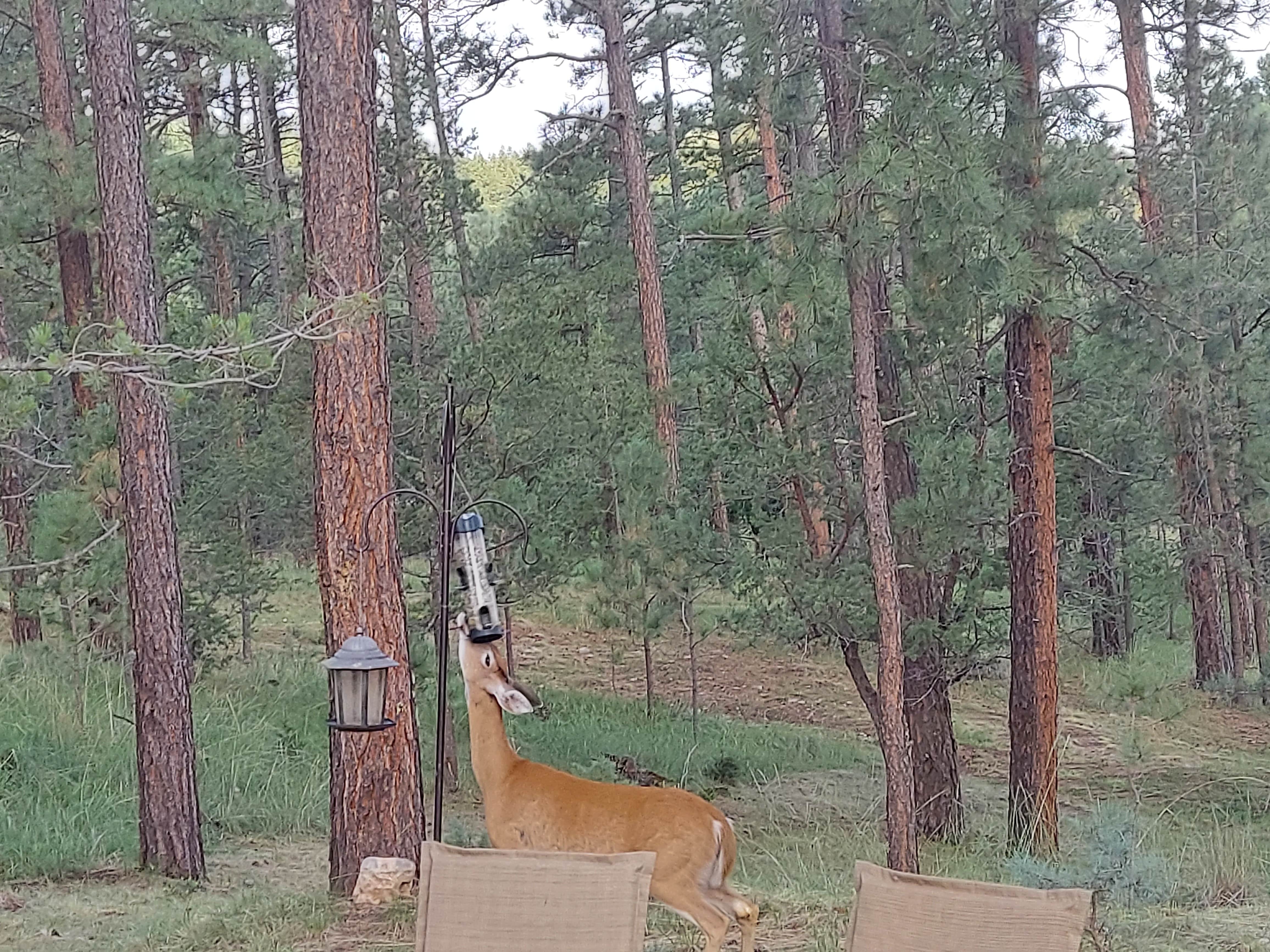Camper-submitted photo at Cool Pines RV Park near Lincoln National Forest