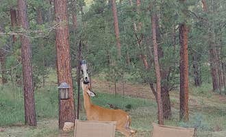 Camping near The Camp @ Cloudcroft  RV Park: Cool Pines RV Park, Mayhill, New Mexico