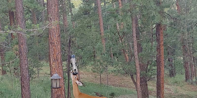 Camper submitted image from Cool Pines RV Park