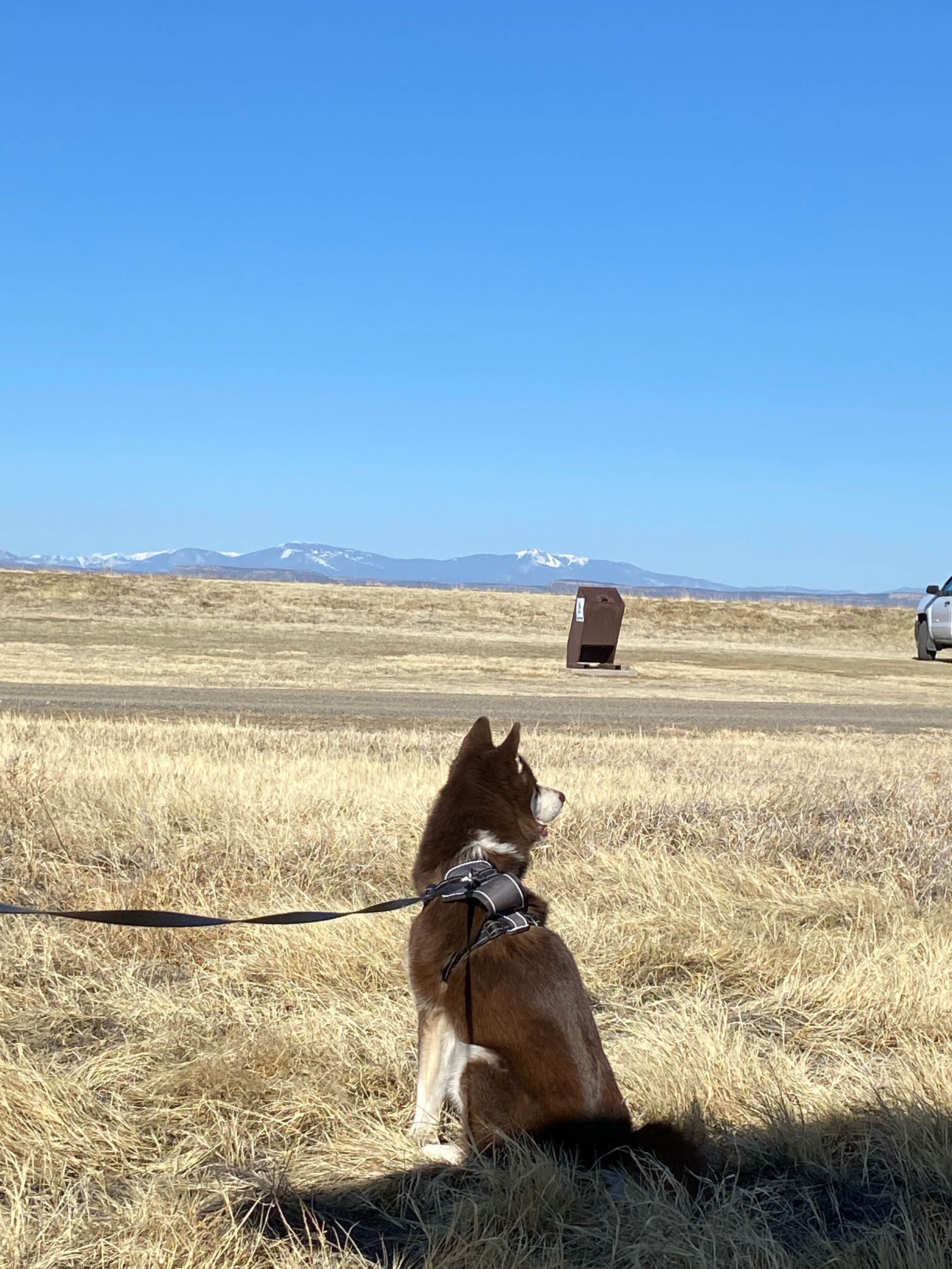 Sheridan L.'s photo of camping with pets at Lake 13-Maxwell National Wildlife Refuge in New Mexico