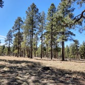 Review photo of Fr 171 Campground by cj P., April 6, 2021