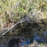 Review photo of Tate's Hell State Forest High Bluff Primitive Campsites, FL by Lisa S., April 6, 2021