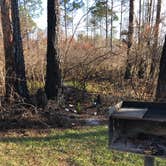 Review photo of Tate's Hell State Forest High Bluff Primitive Campsites, FL by Lisa S., April 6, 2021