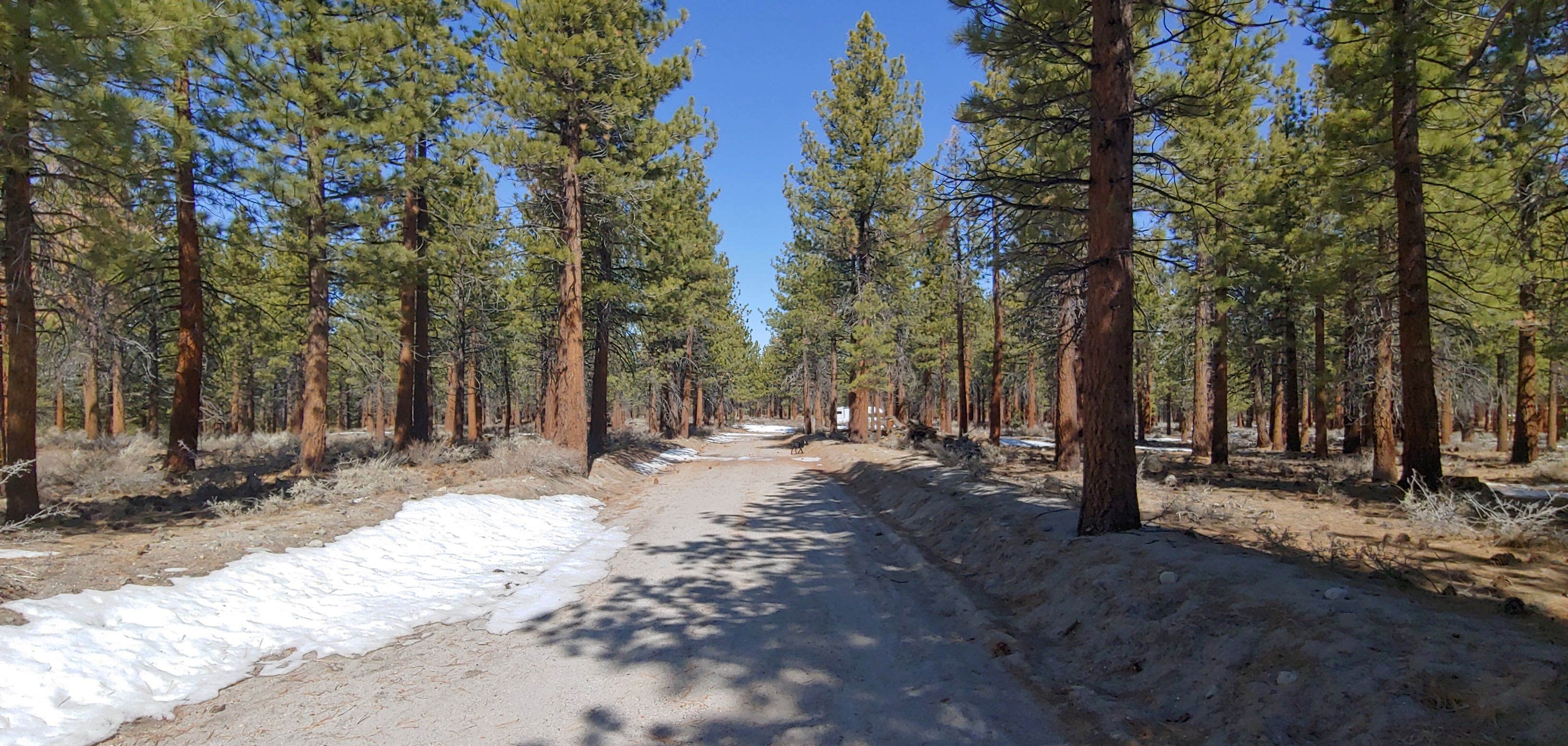 Camper-submitted photo at Sagehen Meadows Campground near Tahoe National Forest